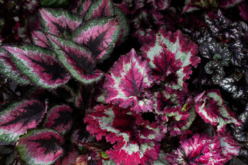 Close up view of Painted-leaf begonia plant (Begoniaceae) background. Beautiful plant wallpaper. - 679232573