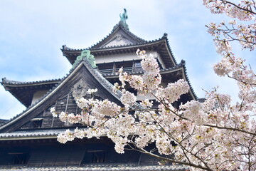 島根　松江　松江城　桜　春　花見