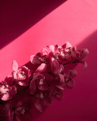 Purple orchid on pink background,vertical space for text,background