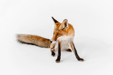 Red small fox on white background in studio.