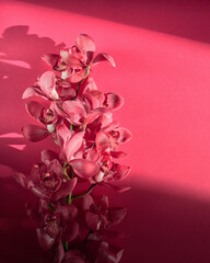 A large branch of a pink orchid