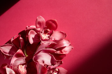 pink orchid on a colored background.place for text ,background