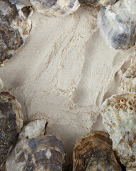 seashells on the beach Close-up,background,place for text