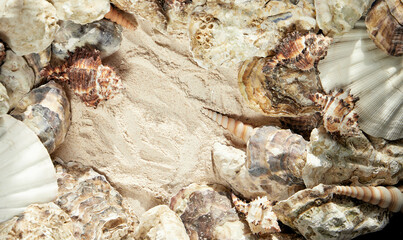 shells in the sand. Close-up,background,place for text
