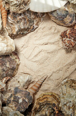 shells on the background of sand.Close-up