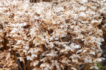 faded hydrangea in winter