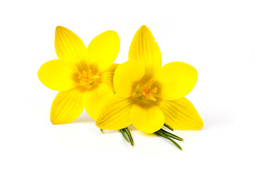 Obraz na płótnie Canvas crocus - one of the first spring flowers