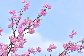 島根　大根島　河津桜　八束千本桜公園　春