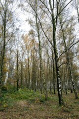 pioneer plant, new birch forest emerges