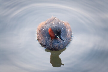 Obraz premium Little Grebe