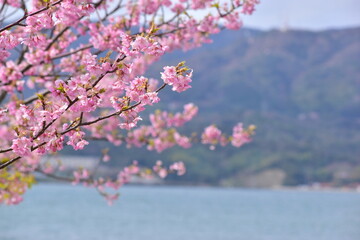 島根　大根島　河津桜　八束千本桜公園　春
