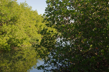  Bright green and shaded green tree on bay mangrove water sunny day Florida with reflections