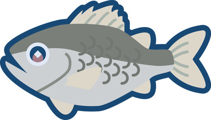 かわいいヒラスズキのイラスト