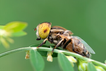 Close-up photo of a horsefly
