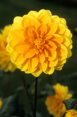 Dahlia x 'Clovis', Dahlia