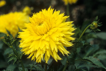Dahlia x 'Hale Bopp' , Dahlia cactus dentelle