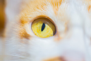 Cat's eyes are staring and looking.