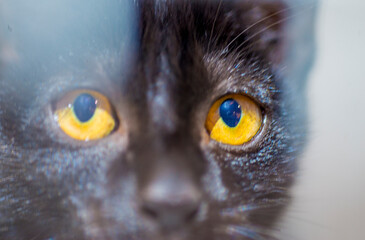 Cat's eyes are staring and looking.