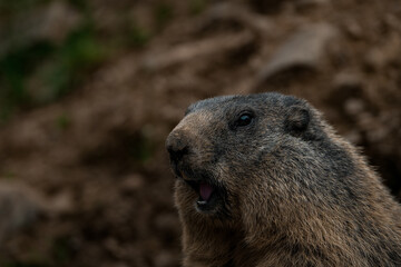 marmot in the mountains