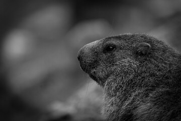 marmot in the alps in black and white