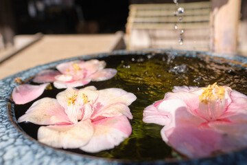 Close-up of pink flowers floating on the water surface of a Japanese Tsukubai or Cho-zu. Traditional Japanese Zen garden concept.