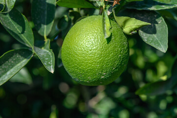 green oranges on tree branches in autumn in Cyprus 7