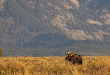 Young Bull Moose During the fall Rut in wyoming