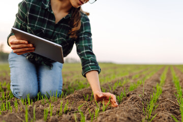 A woman agronomist examines new sprouted shoots in the field using a digital tablet. Woman farmer working with a modern tablet on a green field.