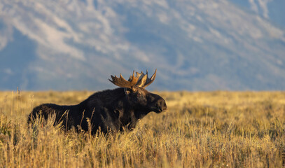 Young Bull Moose During the fall Rut in wyoming