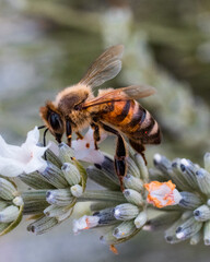 Macro shot of a bee on a plant