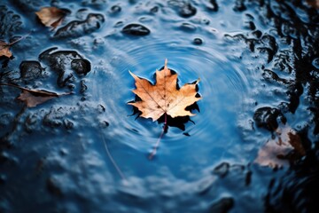 lonely autumn leaf in a puddle - obrazy, fototapety, plakaty
