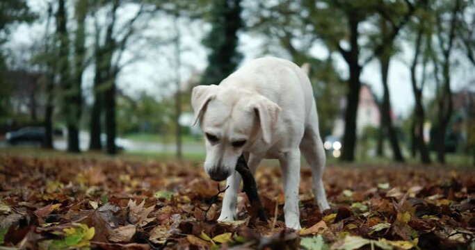 Labrador dog running , plays with a branch , through autumn leaves