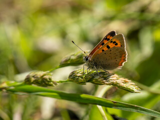 Small Copper Butterfly. Wings Closed.