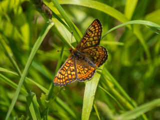 Marsh Fritillary Butterfly With its Wings Open