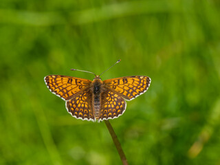 Glanville Fritillary Butterfly With Wings Open