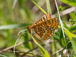 Marsh Fritillary Butterfly With its Wings Open