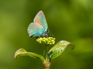 Green Hairstreak  resting on Dogwood