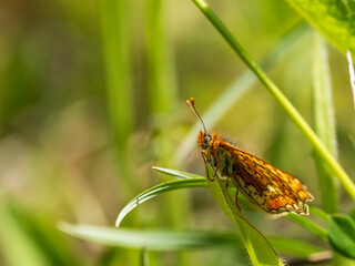Marsh Fritillary Butterfly With its Wings Open