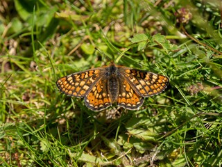 Marsh Fritillary Butterfly With its Wings Open