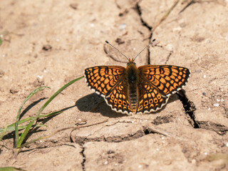 Glanville Fritillary Butterfly With Wings Open