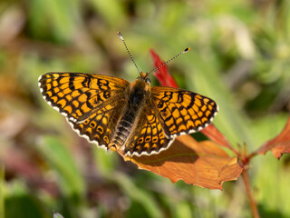 Glanville Fritillary Butterfly With Wings Open