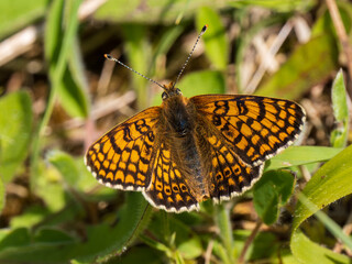 Glanville Fritillary Butterfly With Wings Open