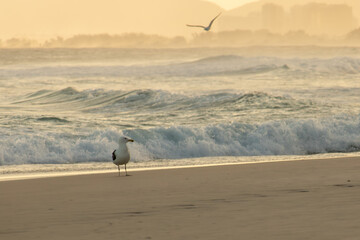 Fototapeta premium Seagull on Barra da Tijuca beach in Rio de Janeiro Sunset