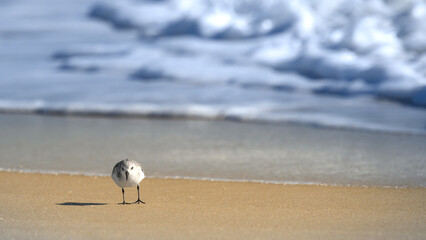 Not being a bird expert, this is either a plover, sand piper or maybe a sanderling.  Shorebirds along the Atlantic Ocean at Assateague Island MD in late October.  Wildlife along the beach and waves.