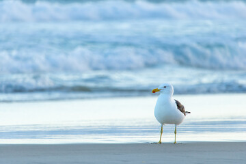 Seagull on Barra da Tijuca beach in Rio de Janeiro