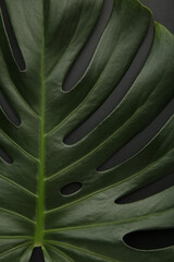 Tropical leaves Monstera on black background. Dark vertical photo