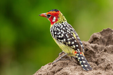 Oiseau