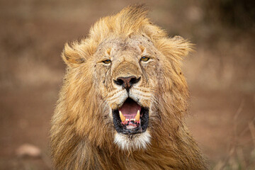 Obraz premium Lion Safari