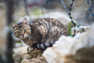 A curious cat peers from behind a tangle of wires, its eyes filled with inquisitiveness as it navigates the labyrinth of cables, adding a touch of feline curiosity to the technological landscape