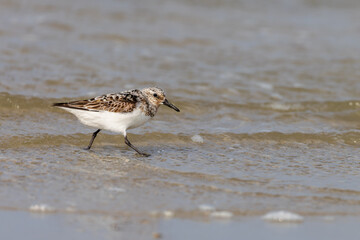 Sanderling (Calidris alba) fsearching for food on the beach on the East Frisian Island Juist, Germany.